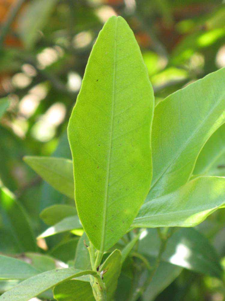            Unifoliolate leaf (Riverside, CA)   